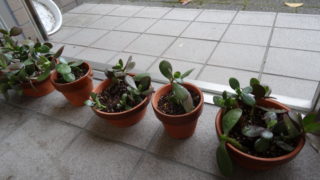 「金のなる木」の挿木を植える